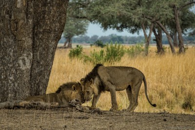 Mana Pools Zimbabwe lion pride lion brothers king of zimbabwe nyamepi campground