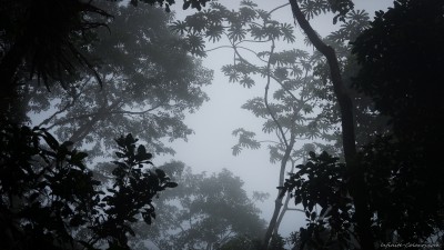 Turrialba cloud forest costa rica cartago photography