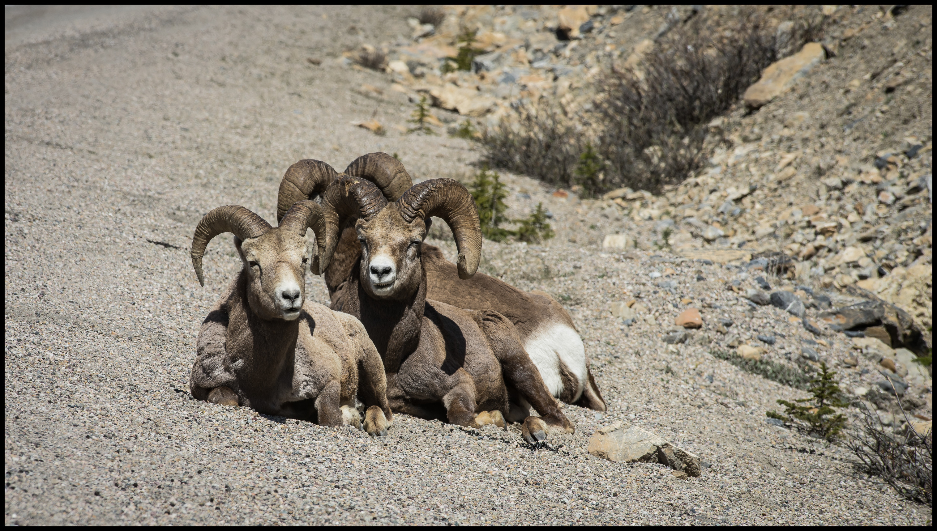 Bighorn sheep on the Icefield Parkway Sony A7 Canon FD 80-200 L