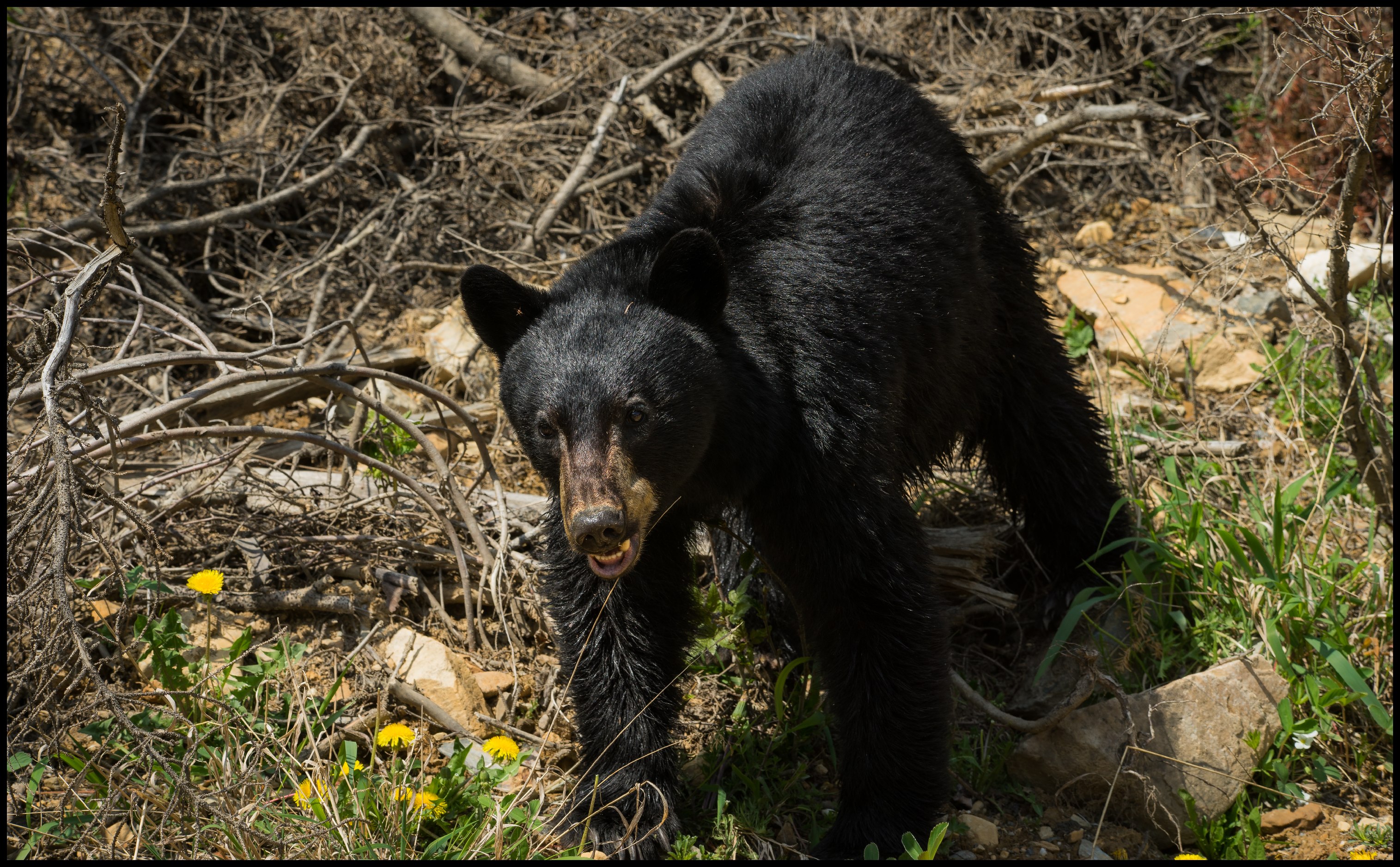 Young Black bear on the way to Bugaboo Provincial Park