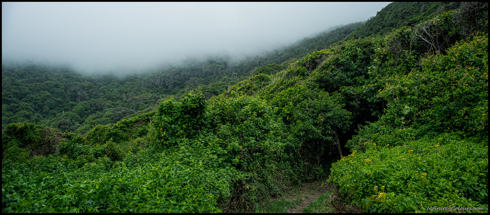 The path beyond Ngubu huts starts into tunnel-like, dense coastal gallery forest