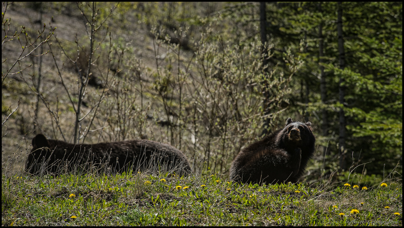 Juvenile brown bear and momin the area around Sasketchewan Crossing