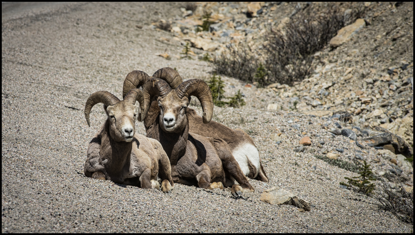 Bighorn sheep on the Icefield Parkway