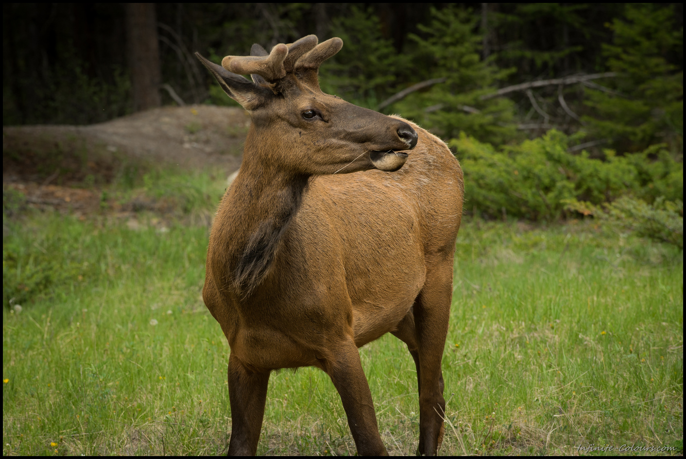 Young elk around Jasper