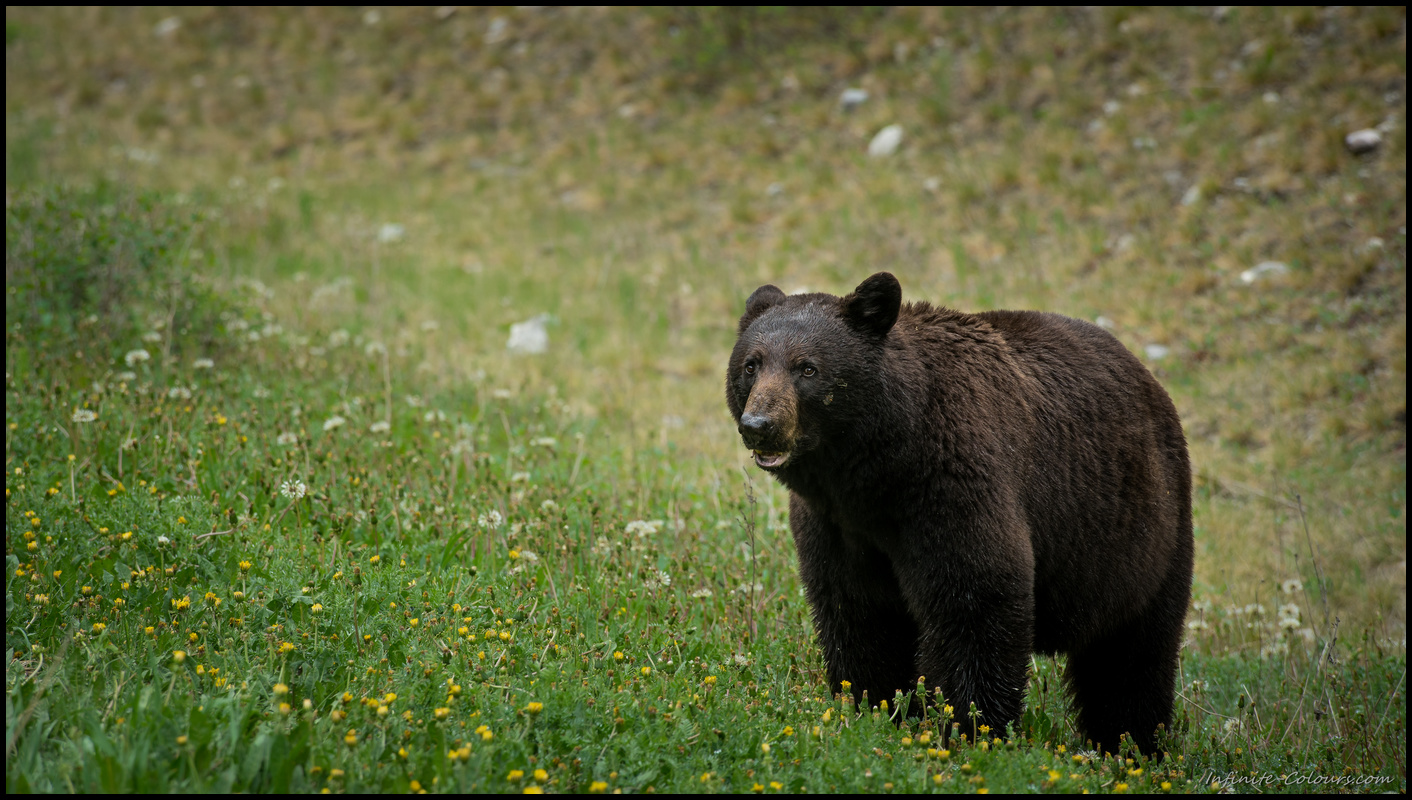 Black bear in Kootenay Sony A7 Canon FD 80-200 L