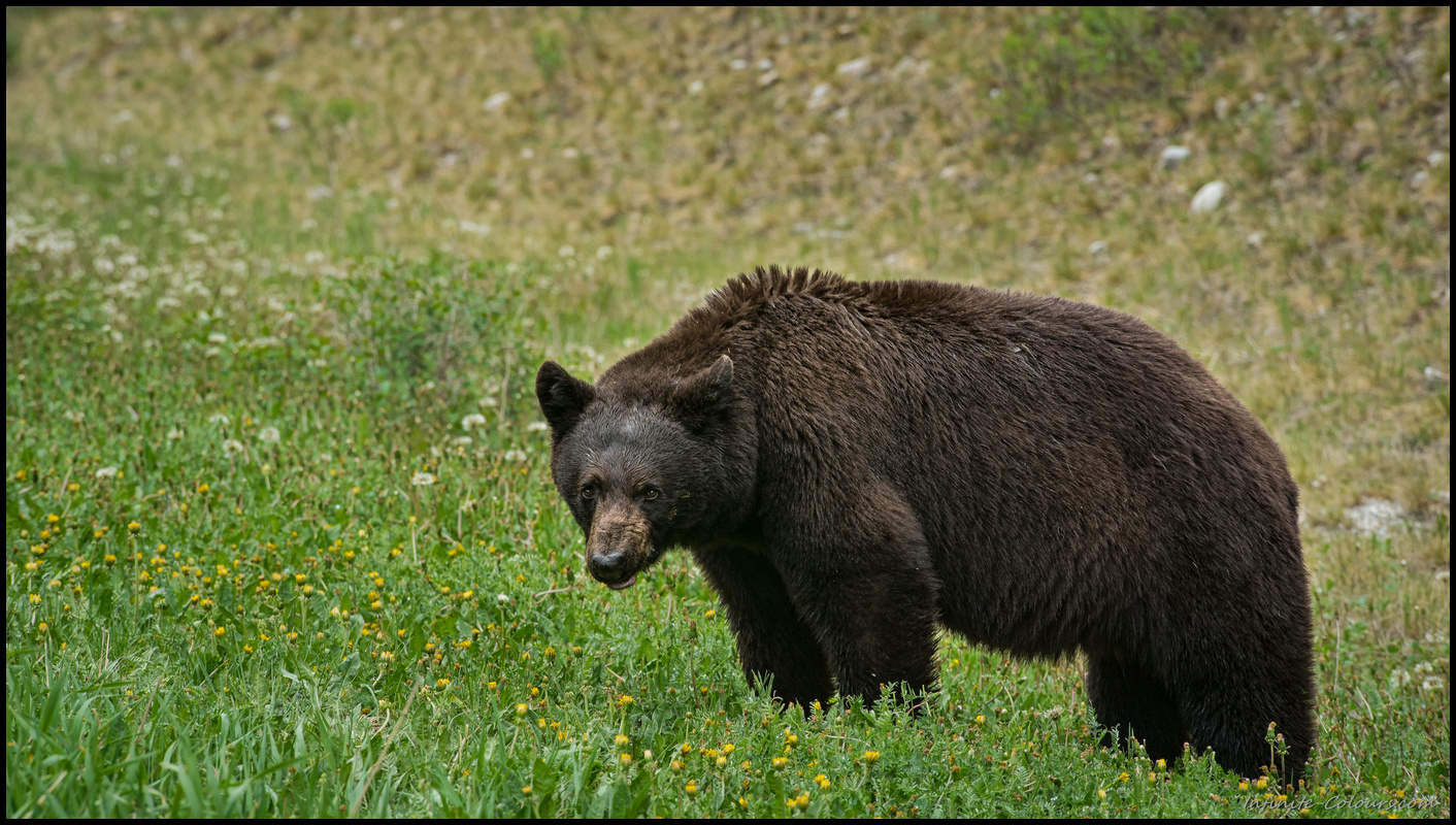 Black bear in Kootenay Sony A7 Canon FD 80-200 L