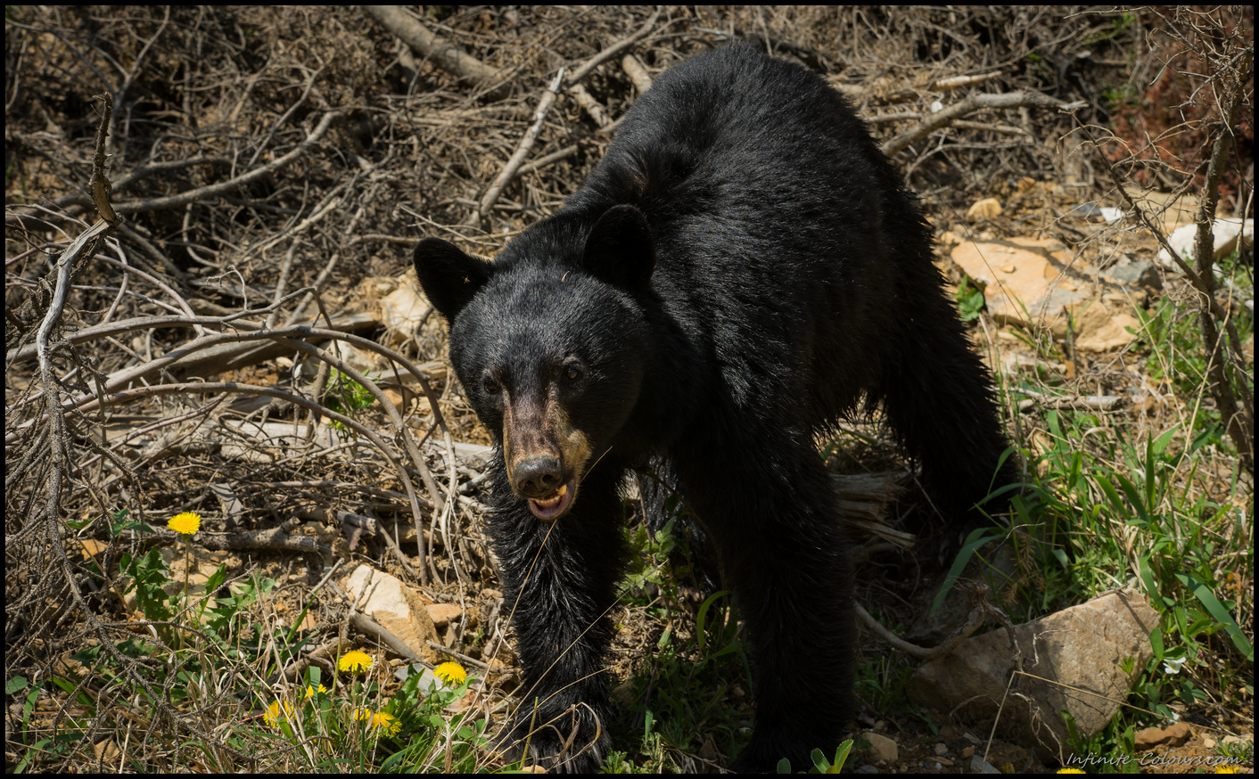 Young Black bear on the way to Bugaboo Provincial Park