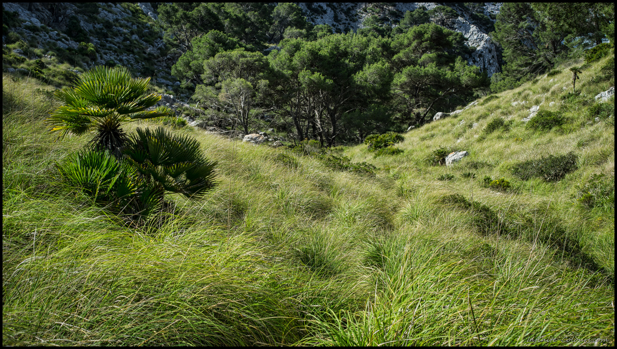 Hiking path on Formentor to Cala Murta / Cala en Gossalba