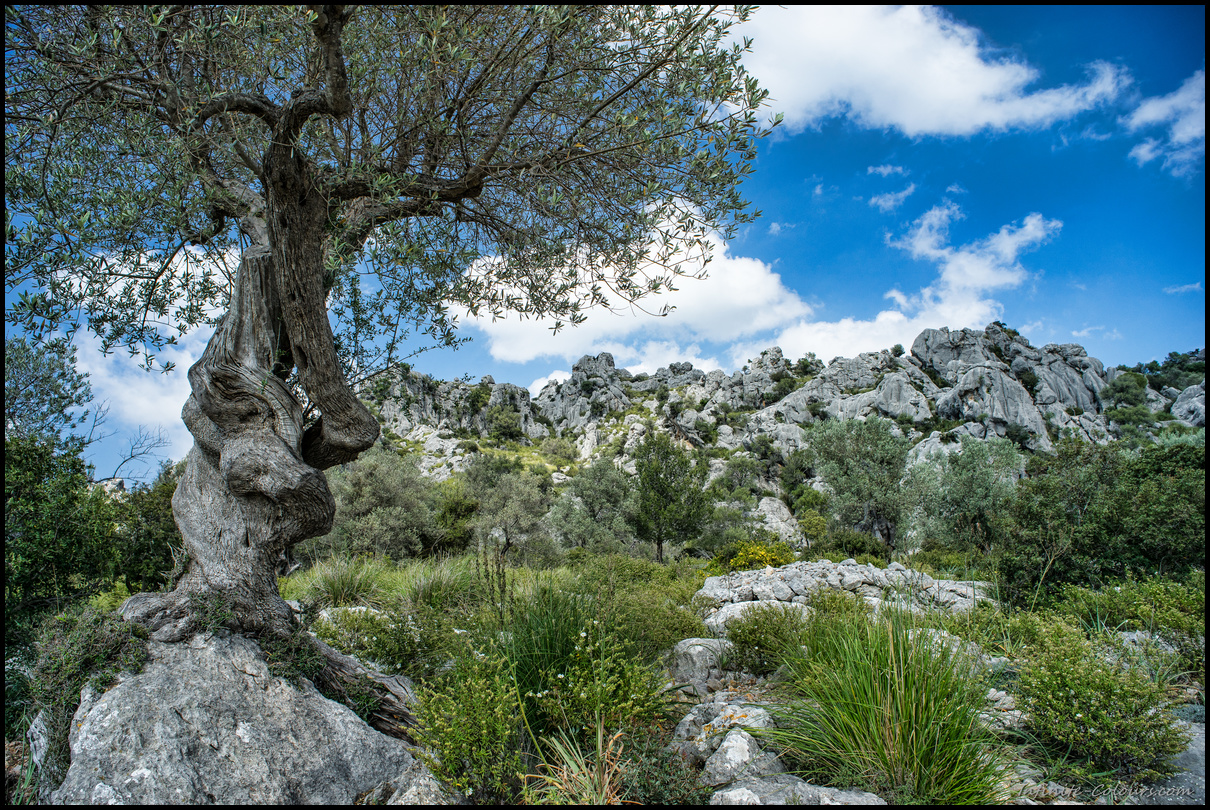 Vinyes Mortitx hosts some incredibly gnarly olive trees