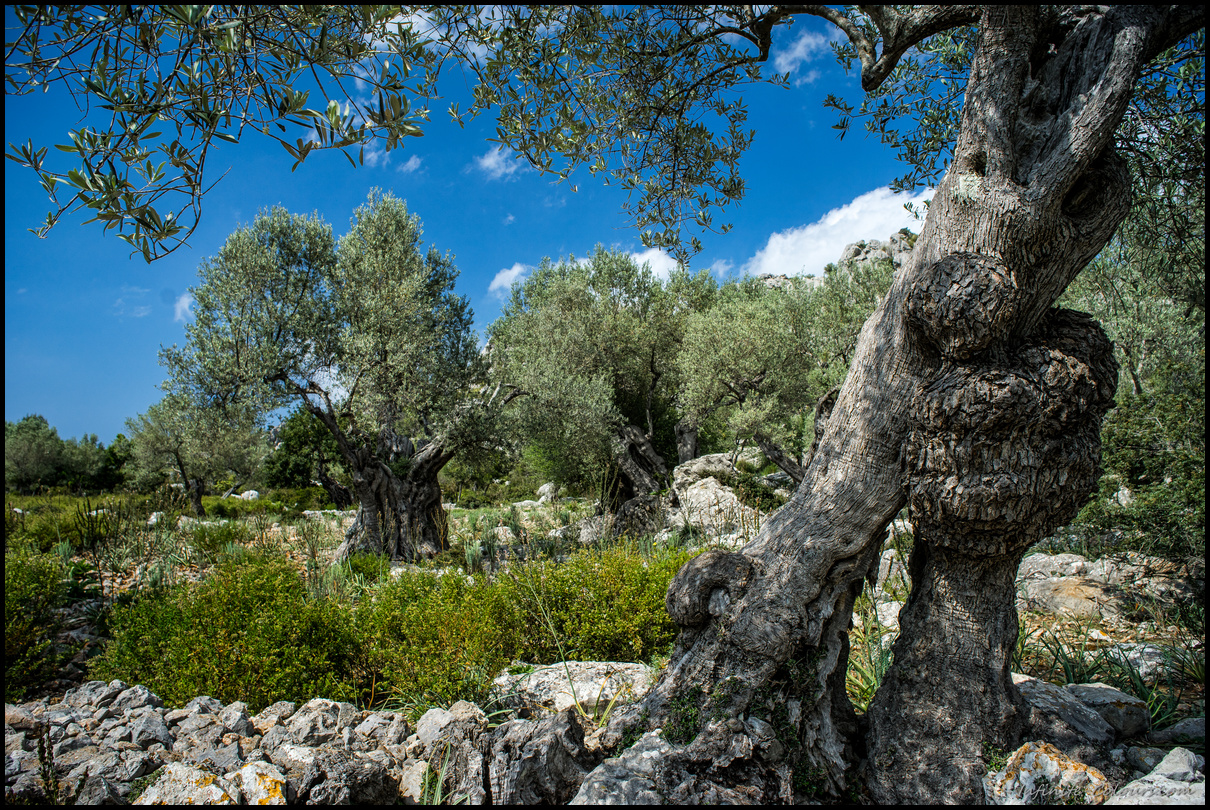 Scenery around Vinyes Mortitx, Tramuntana, Mallorca