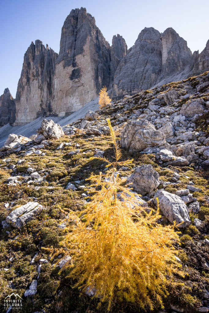 Goldener Herbst in den Dolomiten - Lärchen vor Sasso di Landro, Cima Ovest, Cima Grande - Tre Cime di Lavaredo pandscape photography gegenlich sunstars Sony A7