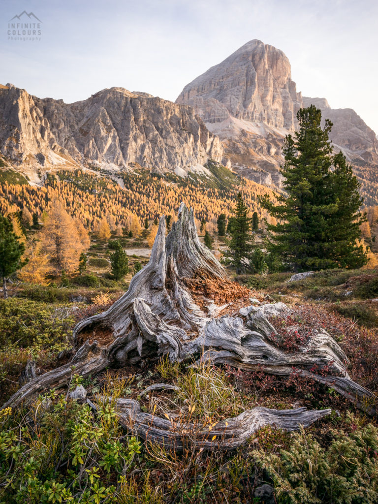 Old tree in mountains landscape photography sunrise