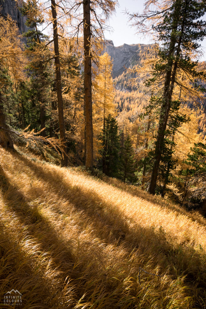 Goldener Herbst Berge Lärchen magischer Wald goldenes Gras