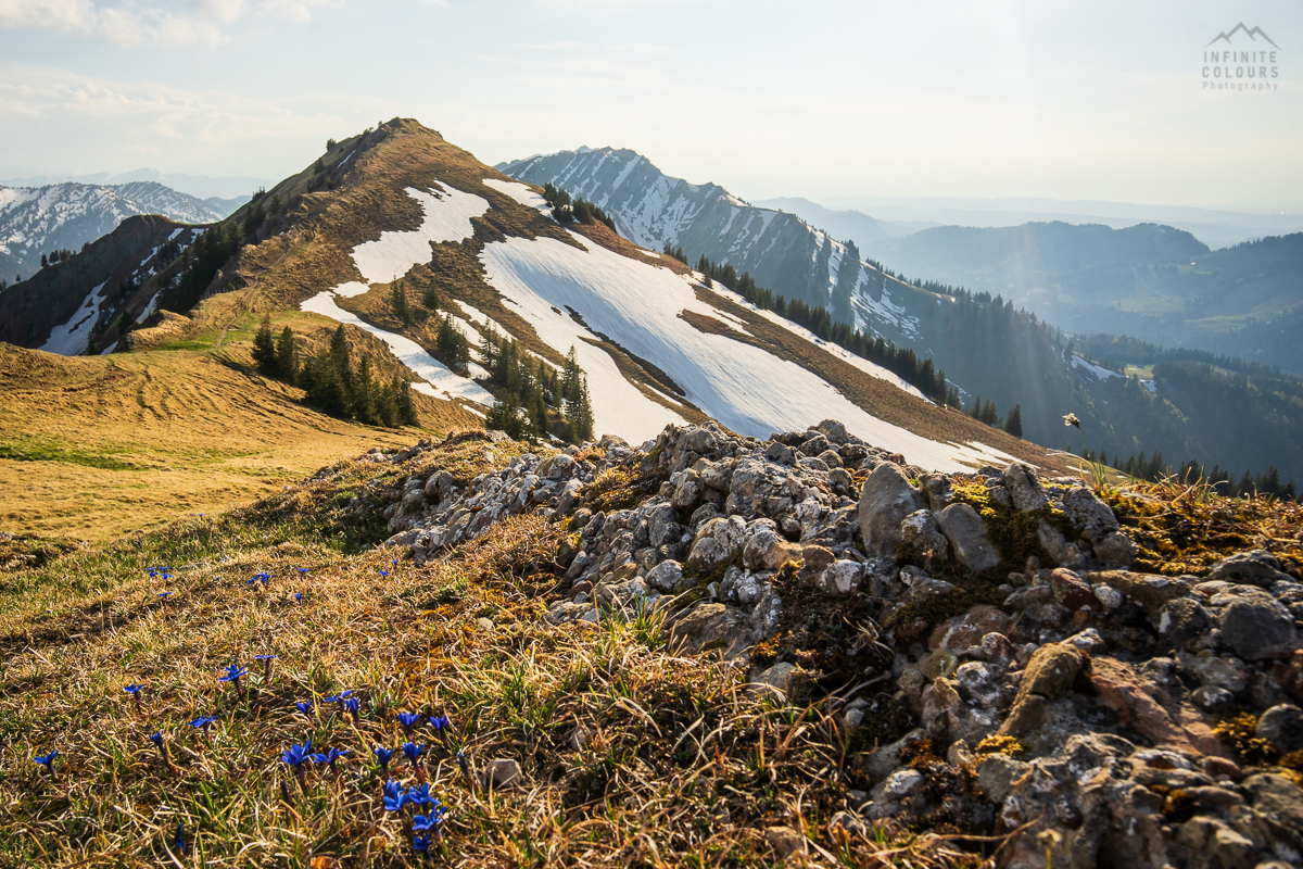 Stuiben Frühling Sonnenuntergang Immenstadt Wanderung Allgäu Landschaftsfotografie blauer Enzian Allgäuer Alpen Sederer Stuiben Buralpkopf Wanderung