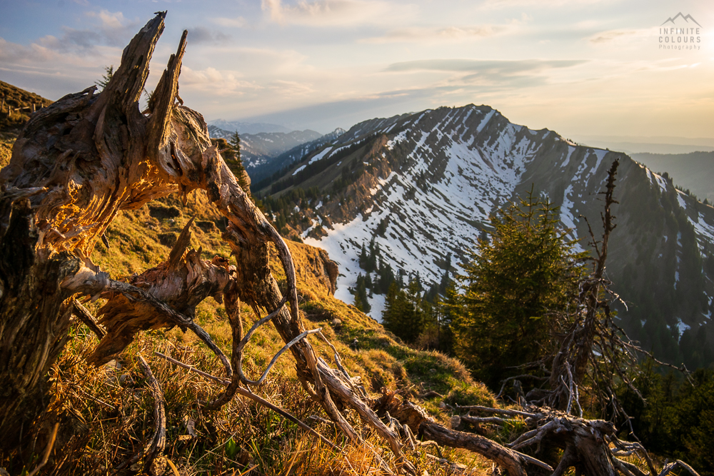 Stuiben Frühling Sonnenuntergang Immenstadt Wanderung Allgäu Landschaftsfotografie blauer Enzian Allgäuer Alpen Sederer Stuiben Buralpkopf Wanderung Nagelfluh Nagelfluhkette Girenkopf Heidenkopf Siplinger Kopf Siplingerkopf