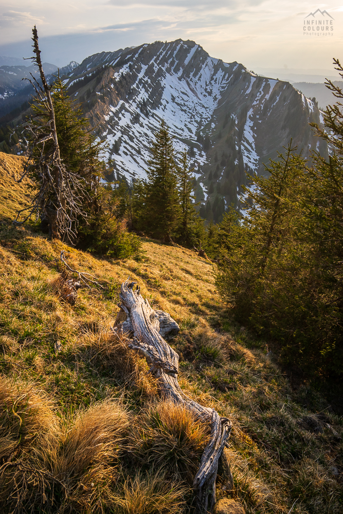 Stuiben Frühling Sonnenuntergang Immenstadt Wanderung Allgäu Landschaftsfotografie blauer Enzian Allgäuer Alpen Sederer Stuiben Buralpkopf Wanderung Nagelfluh Nagelfluhkette Girenkopf Heidenkopf Siplinger Kopf Siplingerkopf