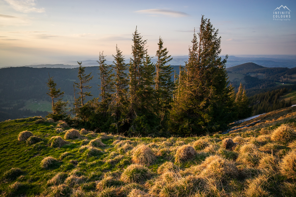 Stuiben Frühling Sonnenuntergang Immenstadt Wanderung Allgäu Landschaftsfotografie blauer Enzian Allgäuer Alpen Sederer Stuiben Buralpkopf Wanderung Nagelfluh Nagelfluhkette Girenkopf Heidenkopf Siplinger Kopf Siplingerkopf