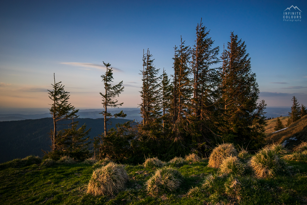 Allgäu uralte Fichten Baumbestand Oberallgäu Unterallgäu Naturschutzgebiet Nagelfluhkette Immenstadt Oberstaufen