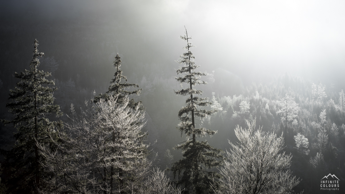 Allgäu Herbst Nebel Nebelstimmung gefrorene Bäume Allgäu Naturwunder Retterschwanger Tal