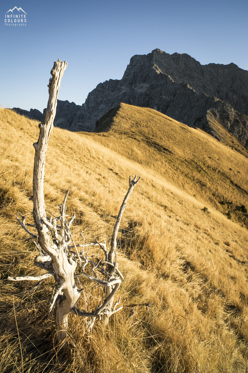 Allgäu Herbst Landschaftsfotografie Daumengruppe Landschaft Oktober November goldenes Gras im Herbst auf dem Hasenecksattel mit Blick zur Daumengruppe Bad Hindelang Retterschwanger Tal Goldener Herbst Allgäu