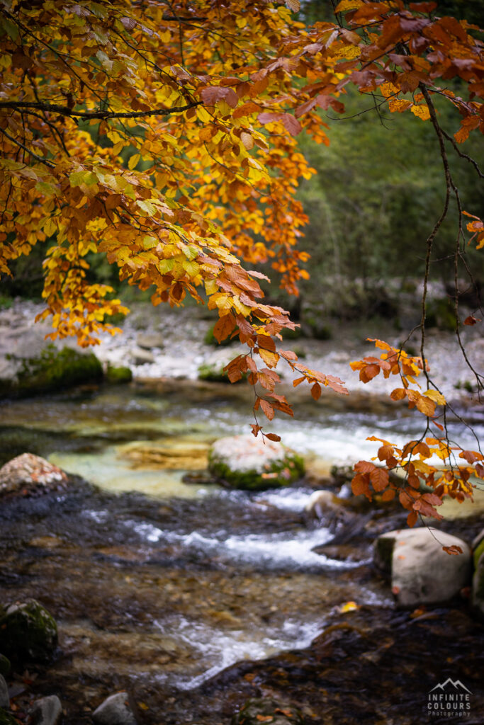 Buche Herbst Herbstfarben Deutscher Herbst Herbst Fluss Landschaftsfotografie Deutschland