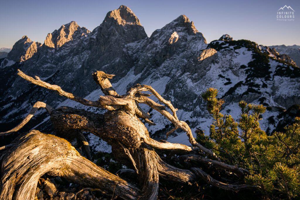 Latschenkiefer Landschaftsfotografie Tannheimer Tal Gimpel Sonnenuntergang Rote Flüh Schartschrofen Klettersteig Pfronten Wanderung Landschaftsfotografie Allgäu Paradies