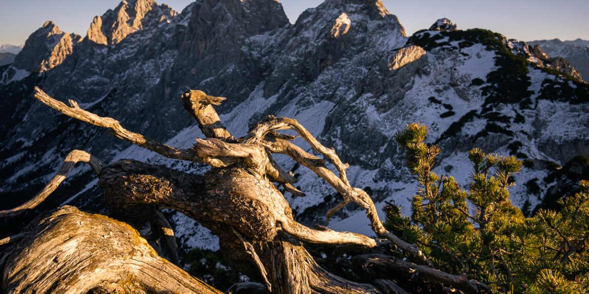 Latschenkiefer Landschaftsfotografie Tannheimer Tal Gimpel Sonnenuntergang Rote Flüh Schartschrofen Klettersteig Pfronten Wanderung