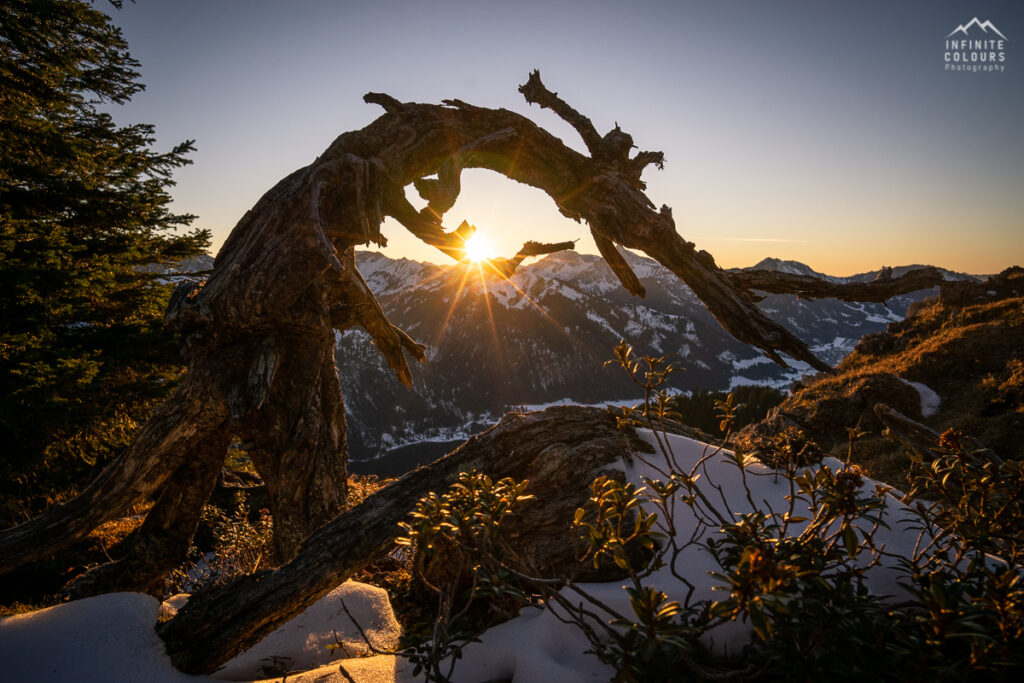 Baumwesen Latschenkiefer Landschaftsfotografie Tannheimer Tal Gimpel Sonnenuntergang Rote Flüh Schartschrofen Klettersteig Pfronten Wanderung