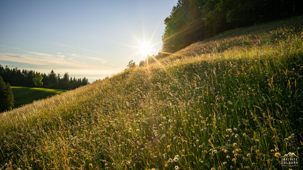 Hochberg Sonnenuntergang Pfänder Landschaftsfotografie Bodensee Sonnenuntergang Schüssellehen Bodensee Blumenwiese Fotografie Pfänder Rheintal Westallgäu Sommer