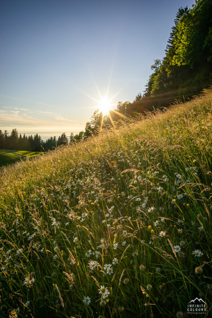 Hochberg Sonnenuntergang Pfänder Landschaftsfotografie Bodensee Sonnenuntergang Schüssellehen Bodensee Blumenwiese Fotografie Pfänder Rheintal Westallgäu Sommer Kamillenwiese Allgäu