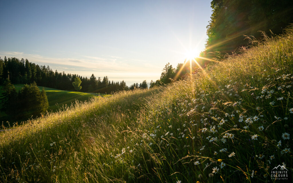 Hochberg Sonnenuntergang Pfänder Landschaftsfotografie Bodensee Sonnenuntergang Schüssellehen Bodensee Blumenwiese Fotografie Pfänder Rheintal Westallgäu Sommer