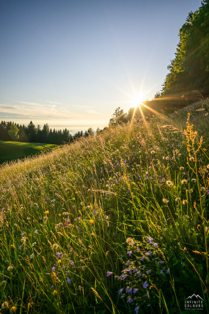 Hochberg Sonnenuntergang Pfänder Landschaftsfotografie Bodensee Sonnenuntergang Schüssellehen Bodensee Blumenwiese Fotografie Pfänder Rheintal Westallgäu Sommer