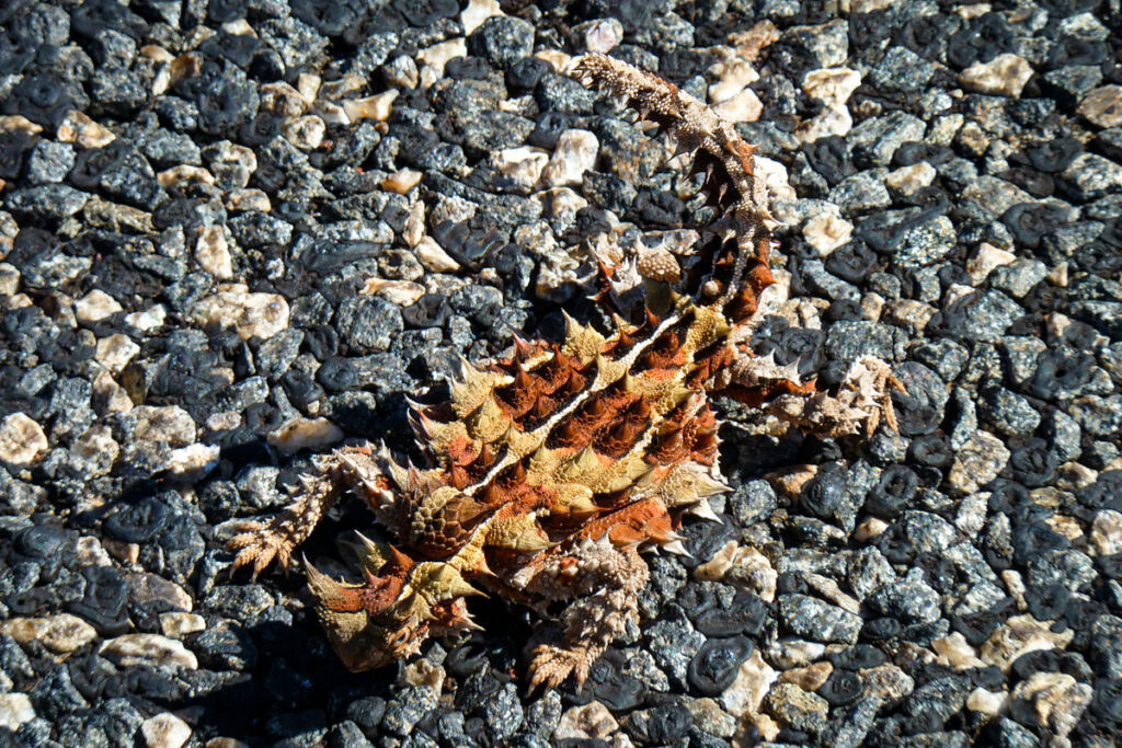Thorny Devil red centre australia wildlife photography Thorny Devil on road Northern Territory