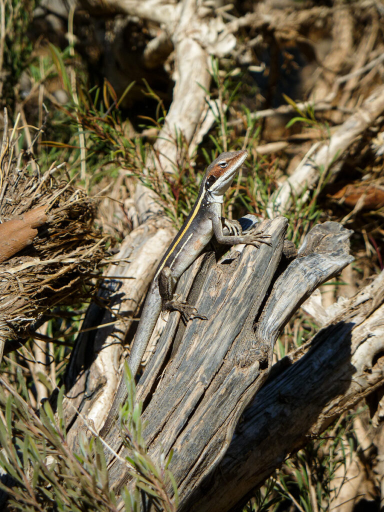 Tjoritja West MacDonnell Ranges trekking landscape photography Alice Springs camping West Macs