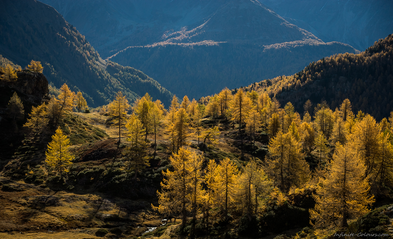 Berninapass Poschiavo Herbst Goldene Laerchen golden larches autumn alpine switzerland