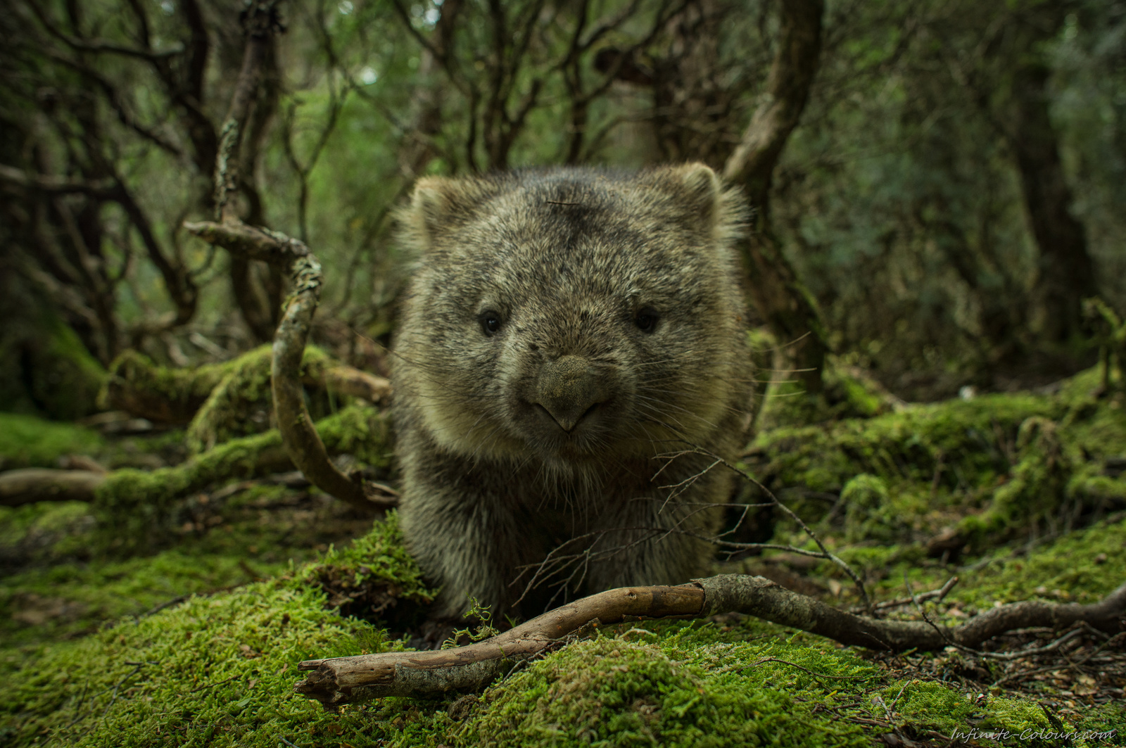 Wombat Weindorfer Forest Cradle Mountain Tasmania Australia