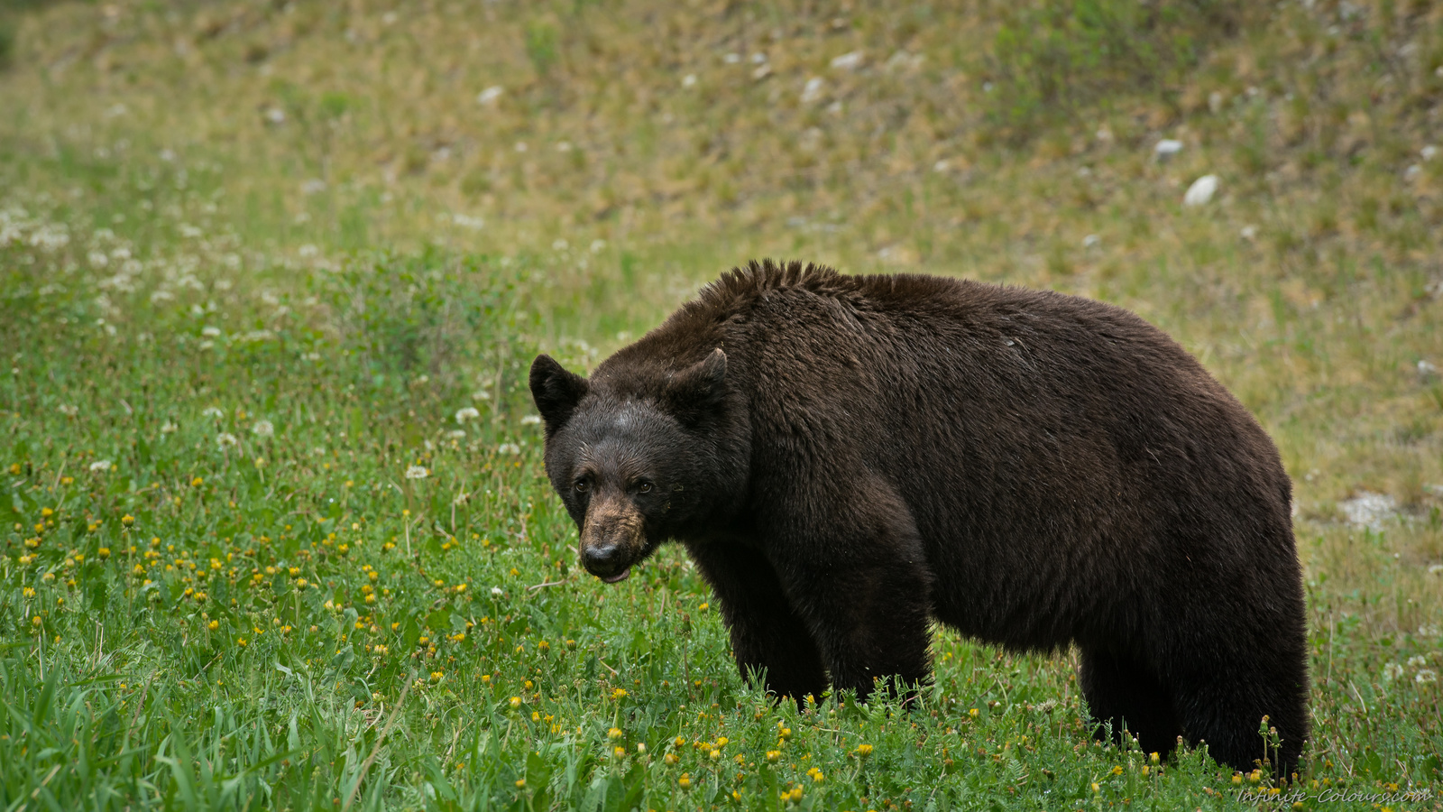 American Brown bear, Kootenay Nationalpark, British Columbia, Canada