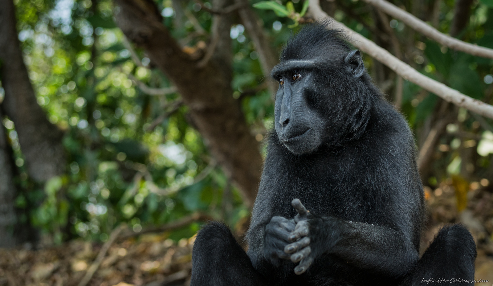 Black crested macaque Sulawesi Tangkoko beach photography