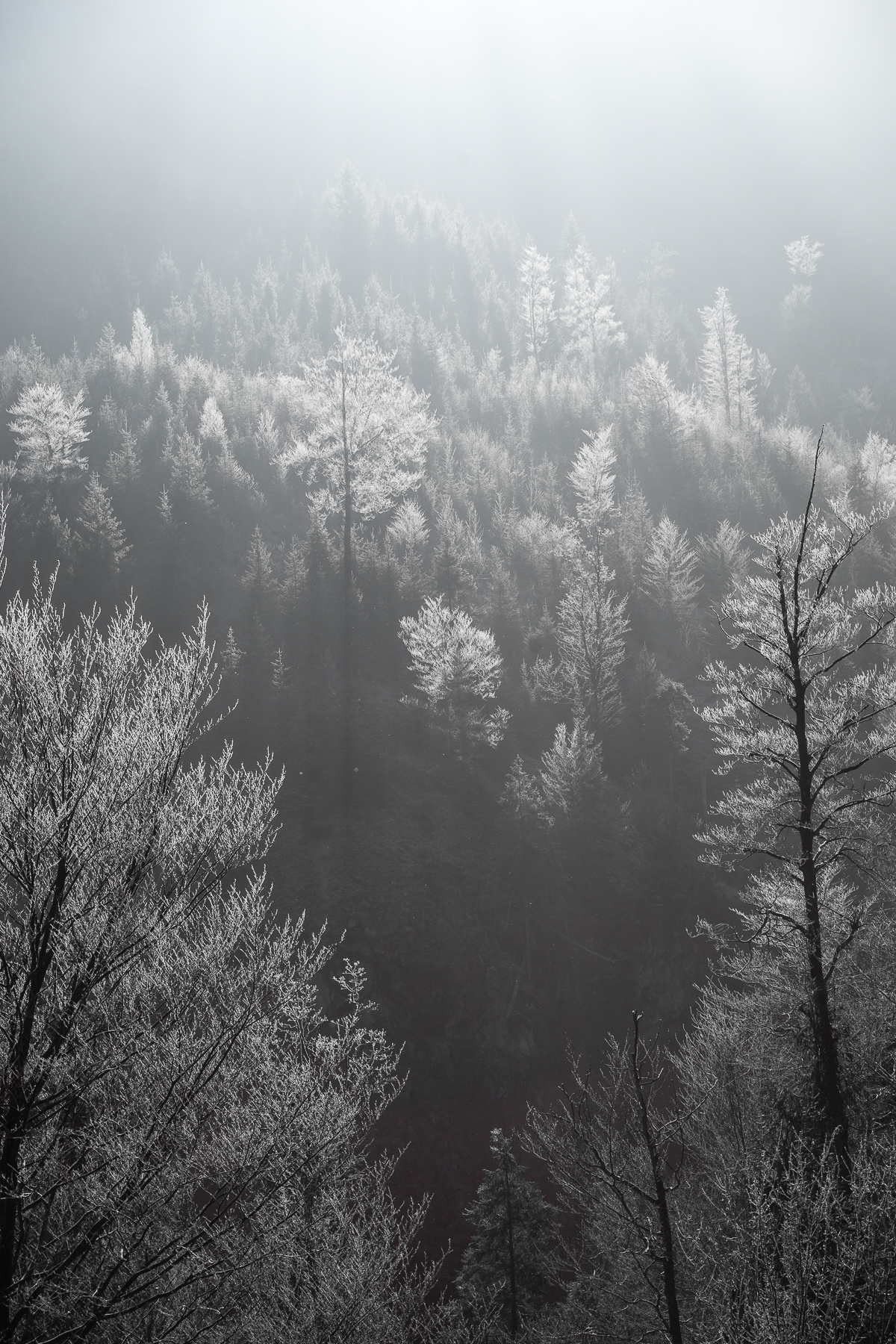 Oberstdorf-Allgäu-Winter-Winter-Wonderland-Winterwonderland-Landschaft-surreal