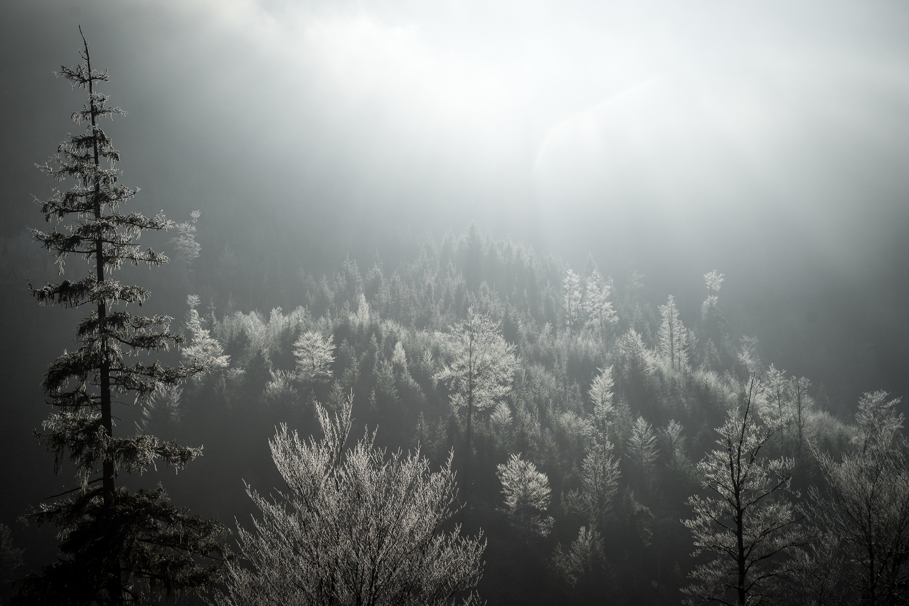 Rauhreif-Baeume-Alpen-Berge-Oberstdorf-Allgäu-Winter-Winter-Wonderland-Winterwonderland-Landschaft-surreal