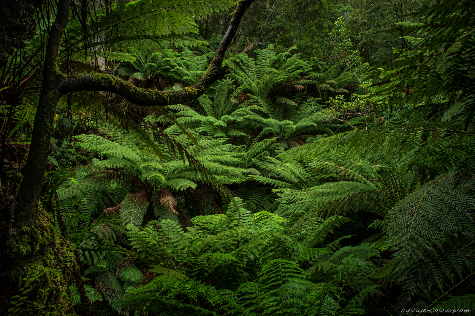 Wall of Green, Mix of Beech forest and tree ferns, Melba Gully Victoria, Sony A7 Minolta MD 35-70 3.5 macro