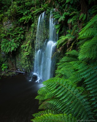 Beauchamp-australia-vicoria-landscape-photography-rainforest