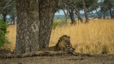 Nyamepi Lion, Mana Pools Panthera leo bleyenberghi, Hurungwe, Nyamepi