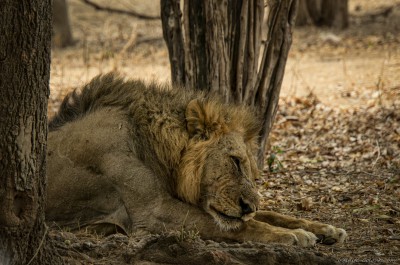 Power on standby Mana Pools lion pride