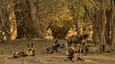 Wild Dogs, Mana Pools Lycaon pictus