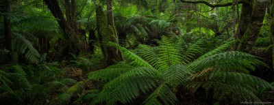 Tasmanian tree ferns rainforest, North Styx River Reserve Mount Field area, Tasmania, Australia