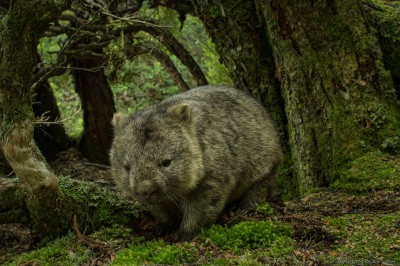 Tasmanian Wombat, Weindorfers Forest Vombatus ursinus tasmaniensis