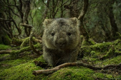 Tasmanian Wombat, Weindorfers Forest Vombatus ursinus tasmaniensis