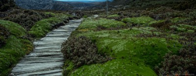 Cradle mountain cushion plants Tasmania, Australia 