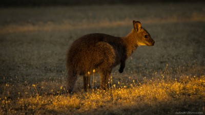 Bennett's Wallaby, Narawntapu Macropus rufogriseus